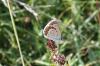 Plebejus idas